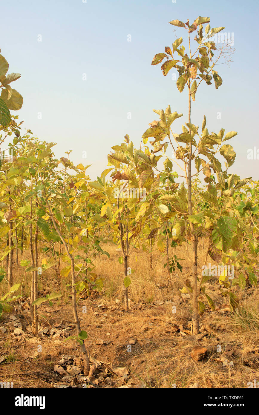 Arbre de teck à l'Agroalimentaire, Pune, Maharashtra, Inde, Asie Banque D'Images