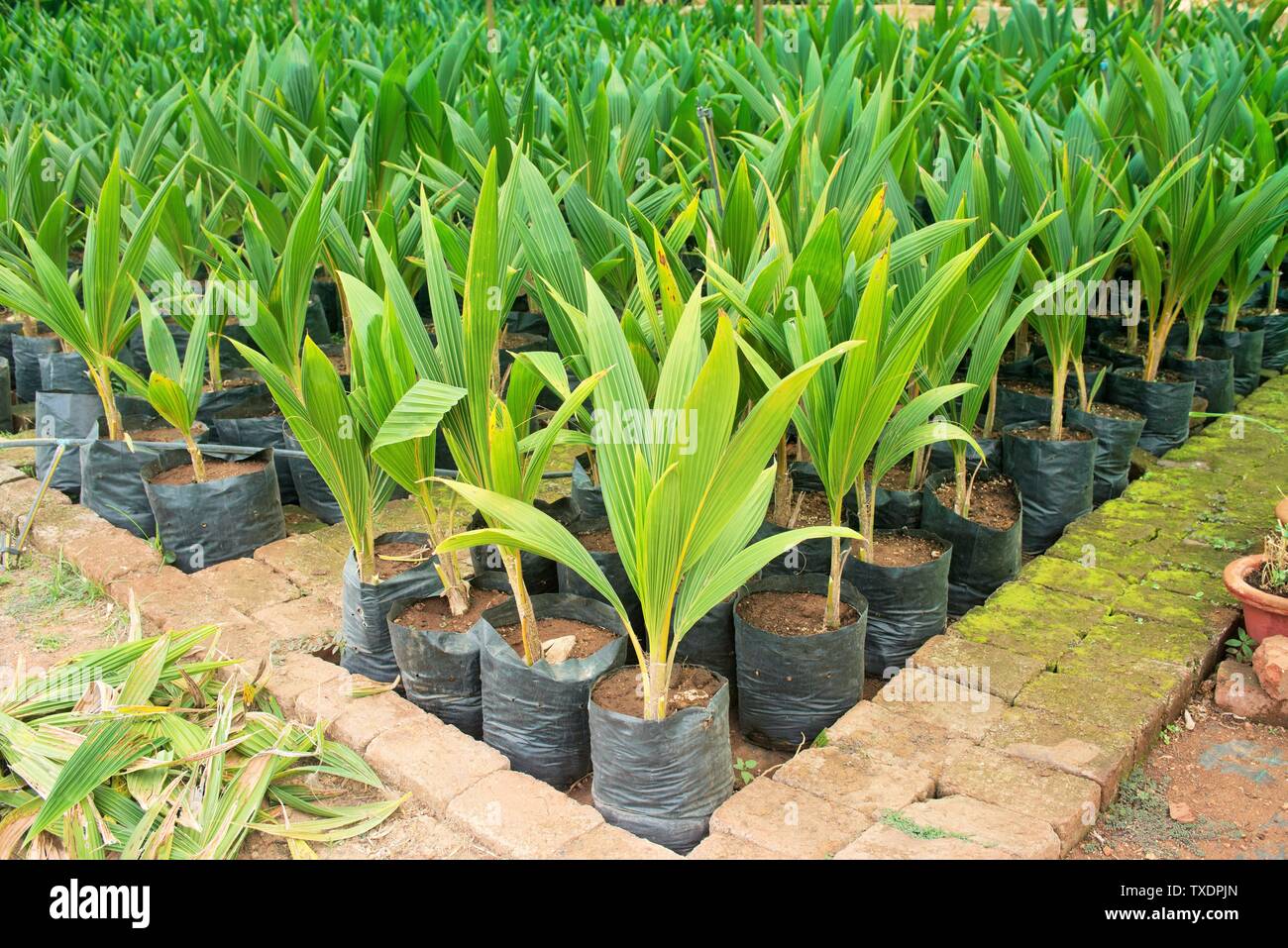 Les plantes de maison poly vert pépinière, Pune, Maharashtra, Inde, Asie Banque D'Images