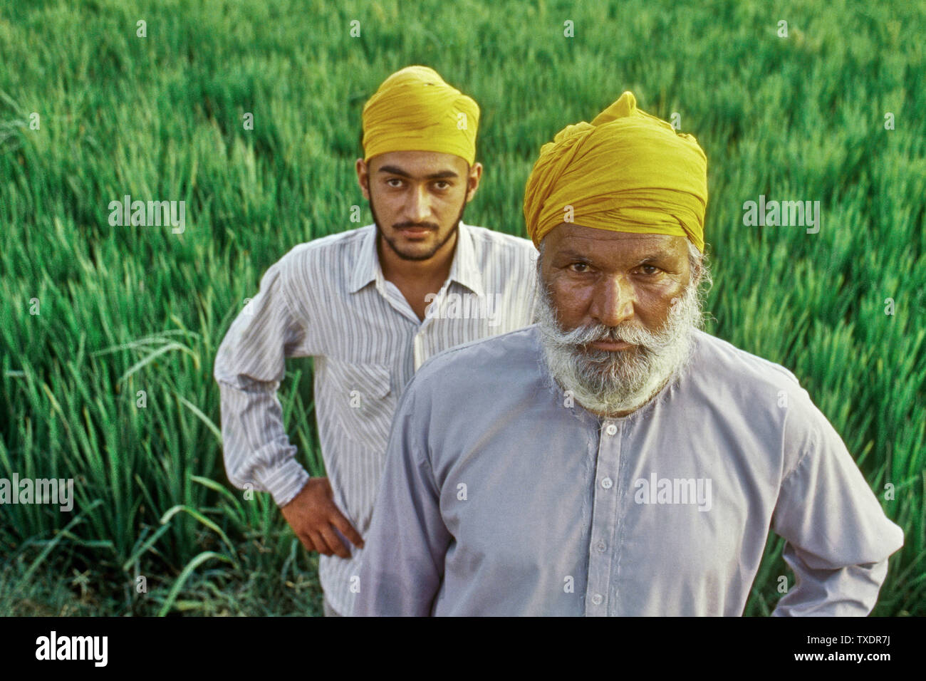 Père et fils agriculteur sikh dans leur domaine dans la province du Punjab, en Inde, en Asie Banque D'Images