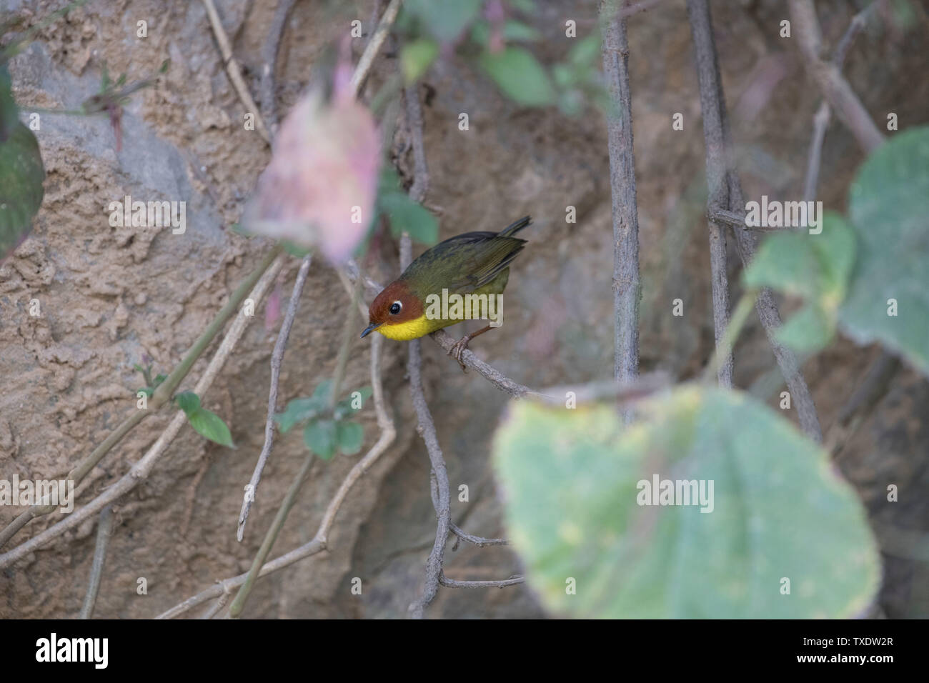 Tête de châtaigne Tesia, Kedarnath Wildlife Sanctuary, Uttarakhand, Inde, Asie Banque D'Images