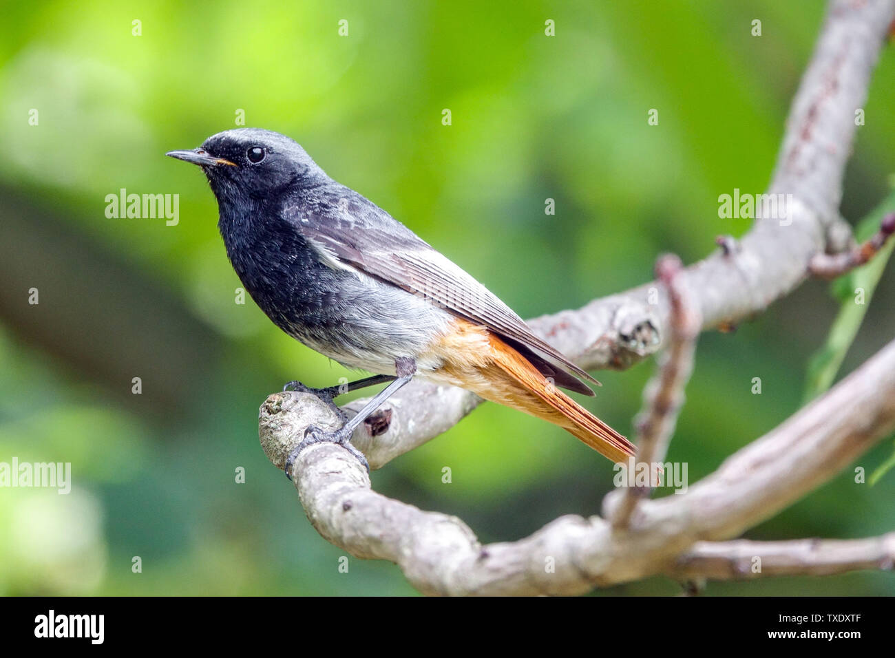 Oiseau rouge noir (Phoenicurus ochruros), homme, songbird Banque D'Images