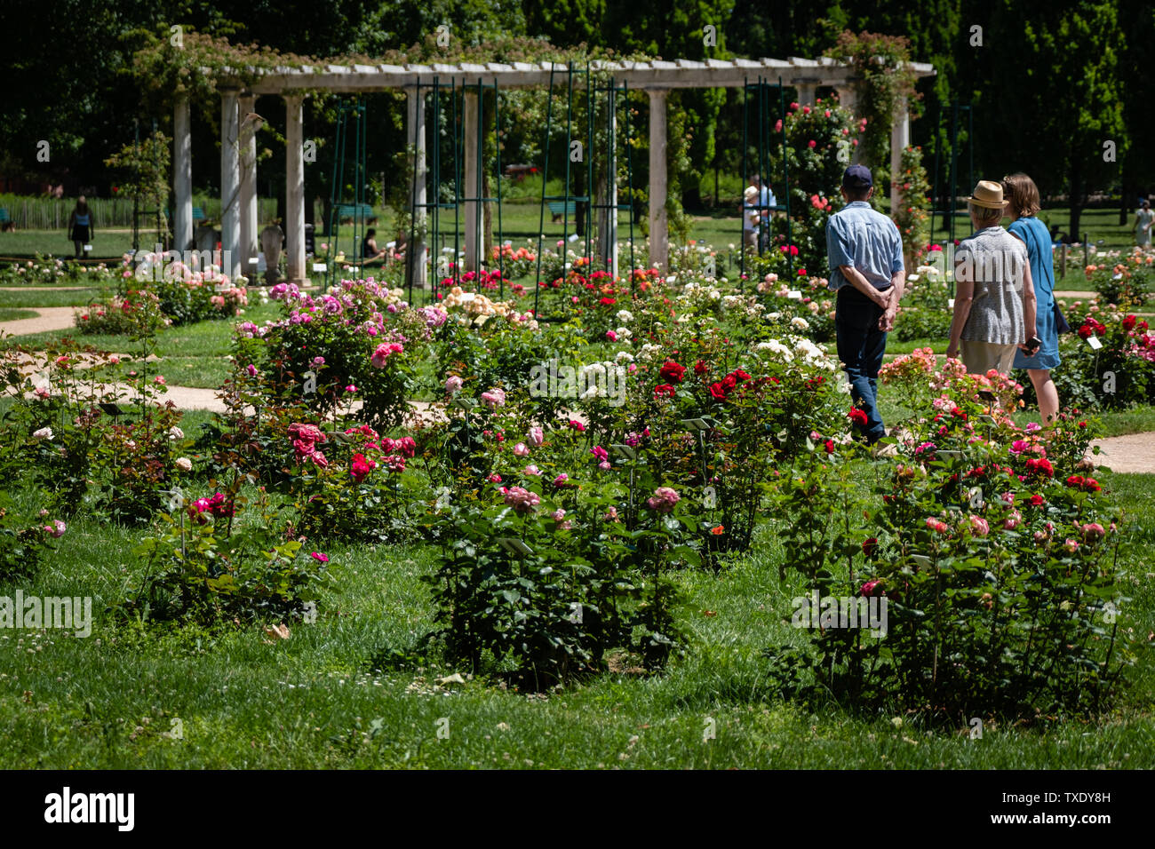 Jardin de roses de la tête d'or Park à Lyon avec les visiteurs Banque D'Images