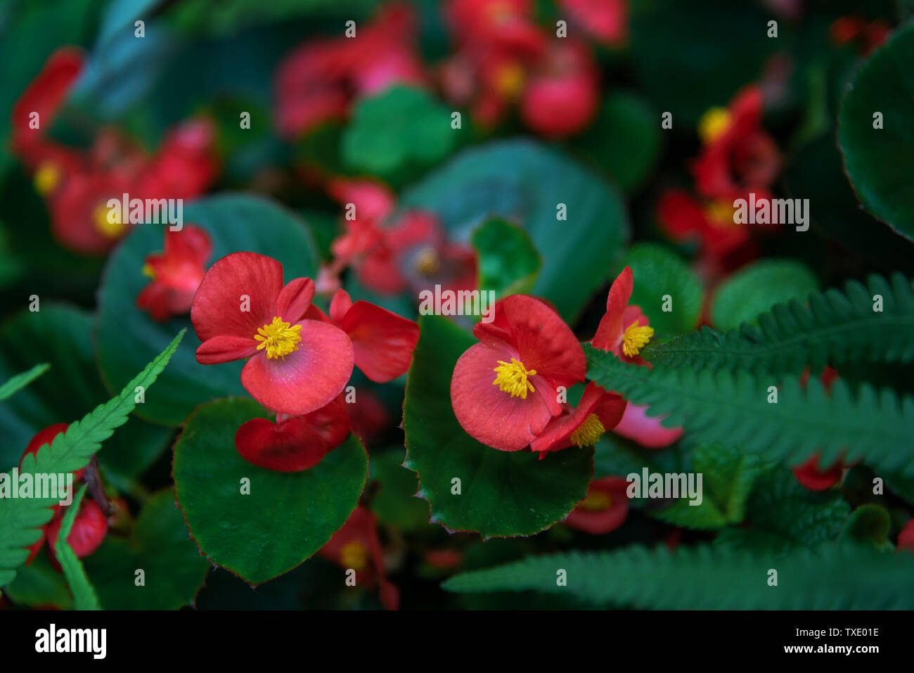 Quatre Saisons Begonia close-up Banque D'Images