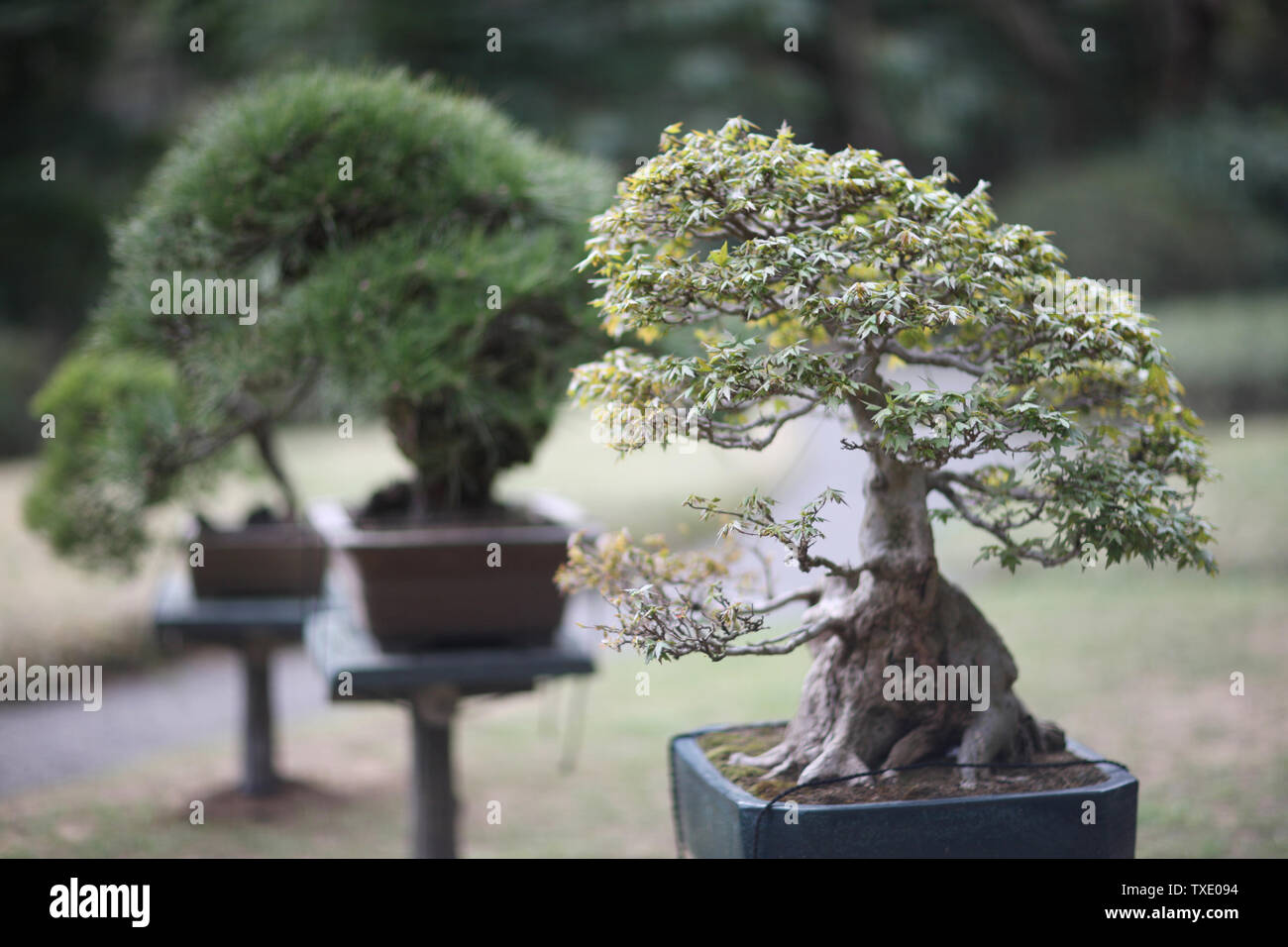 Arbres bonsaï japonais traditionnel dans le parc. Banque D'Images