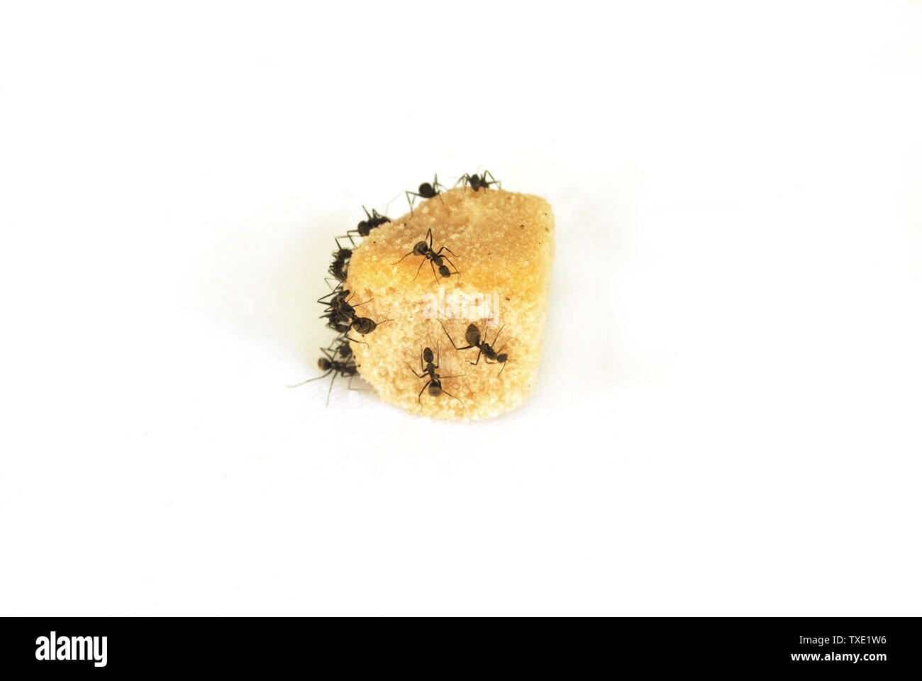 Les fourmis mangent du sucre sur fond blanc. Banque D'Images