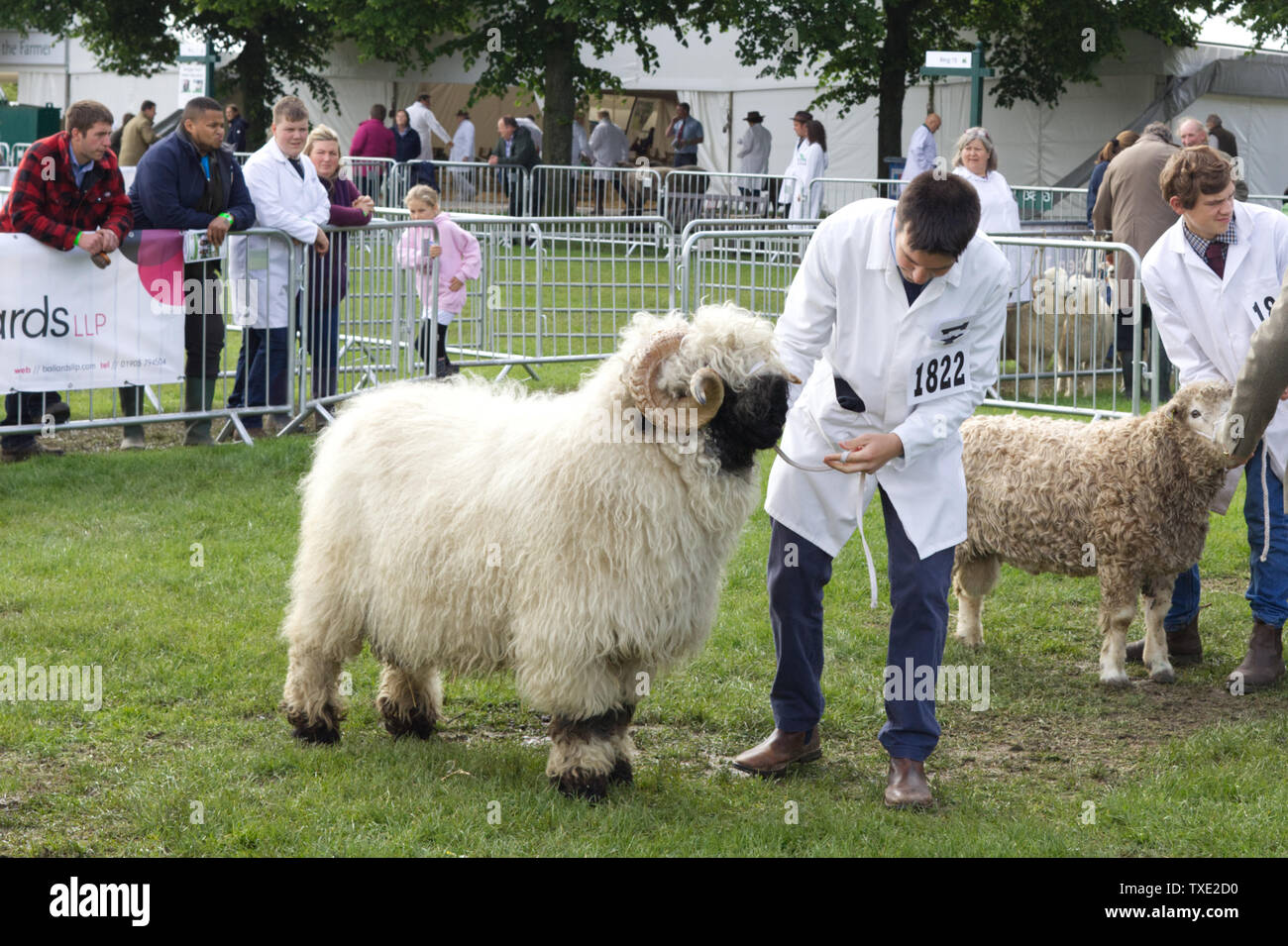 Le Valais la ram sur un ring d'exposition Banque D'Images