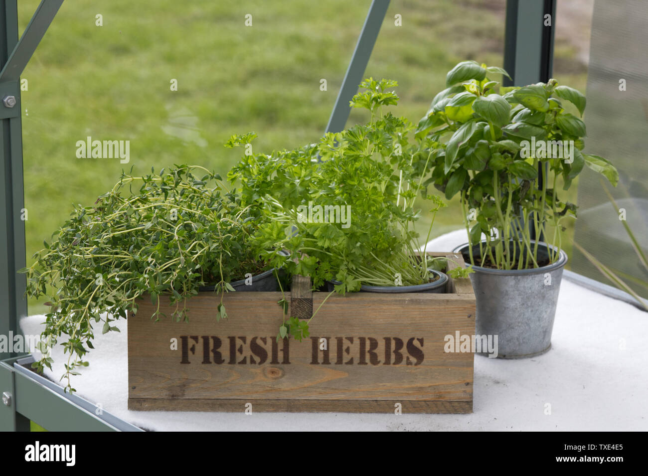 Des herbes fraîches dans un récipient en bois dans une serre Banque D'Images