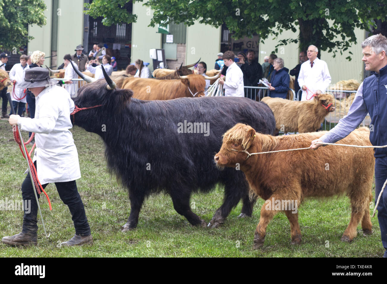 Highland cattle dans un ring d'exposition humides et boueuses Banque D'Images