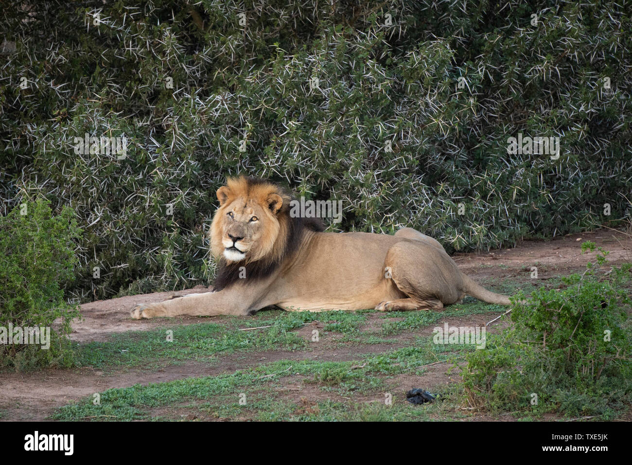 Panthero mâle lion, Leo, Addo Elephant National Park, Afrique du Sud Banque D'Images