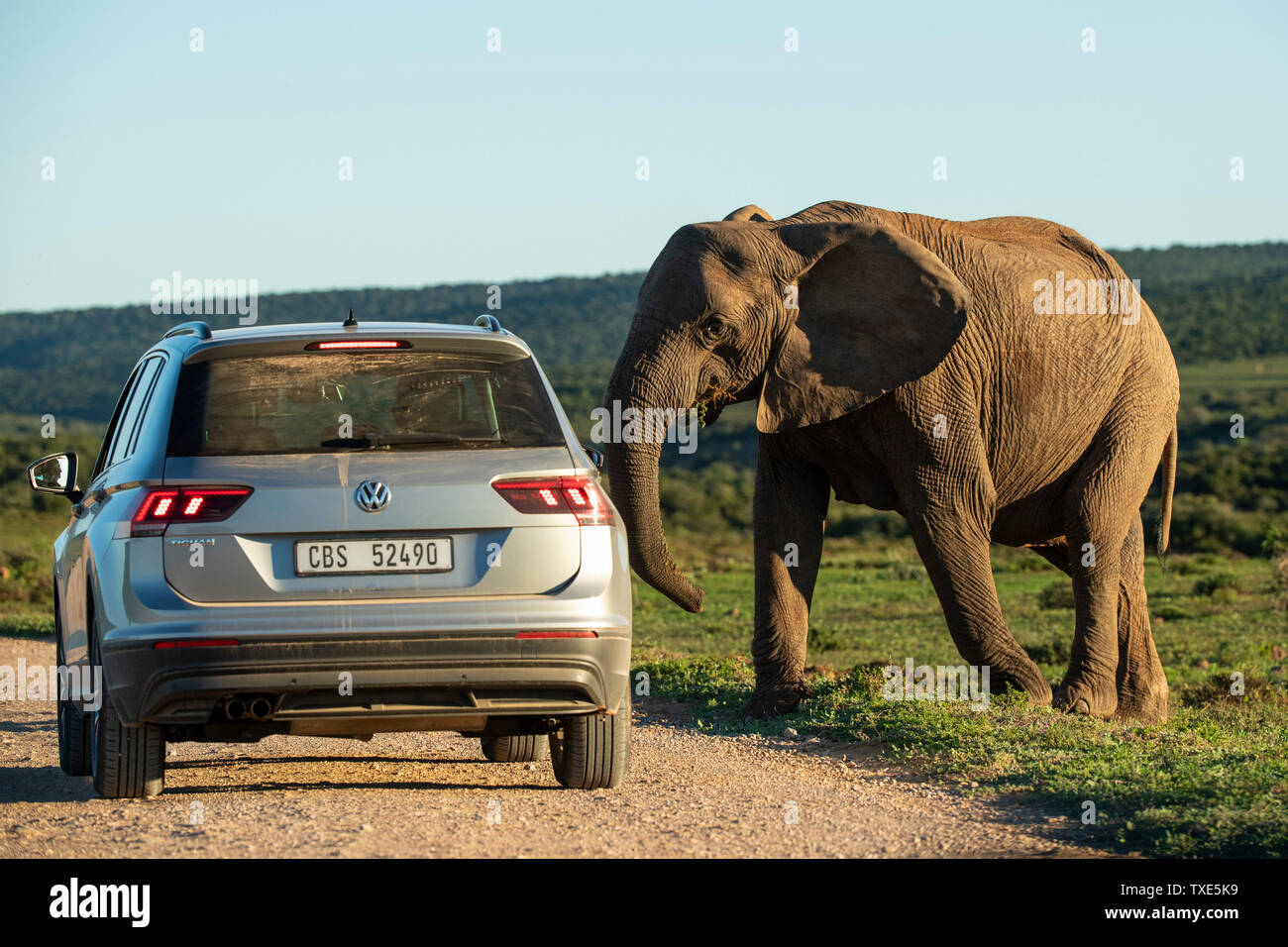 Dans un véhicule de tourisme avec l'éléphant d'Afrique, Loxodonta africana africana, Addo Elephant National Park, Afrique du Sud Banque D'Images