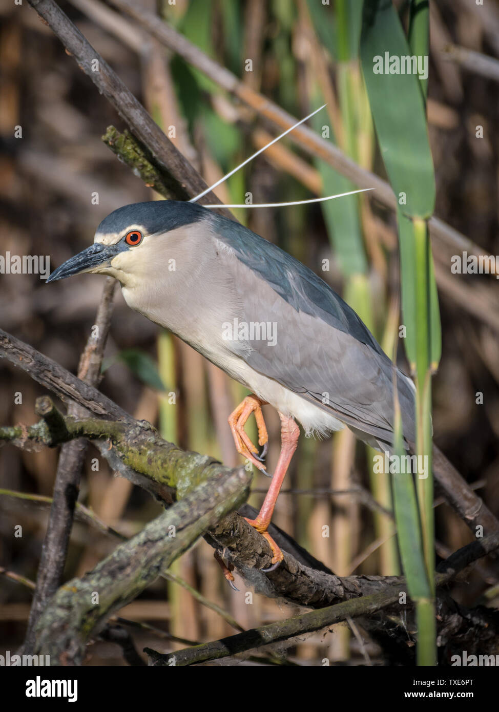 Portrait d'un seul oiseau Heron nuit isolés dans la nature- Delta du Danube en Roumanie Banque D'Images