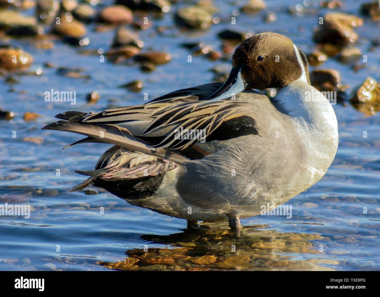 Le Canard pilet Canard mâle, c'est nettoyage de plumes. Bel oiseau avec de superbes plumes, longue queue de plumes. La migration d'oiseau. Photo d'hiver Banque D'Images