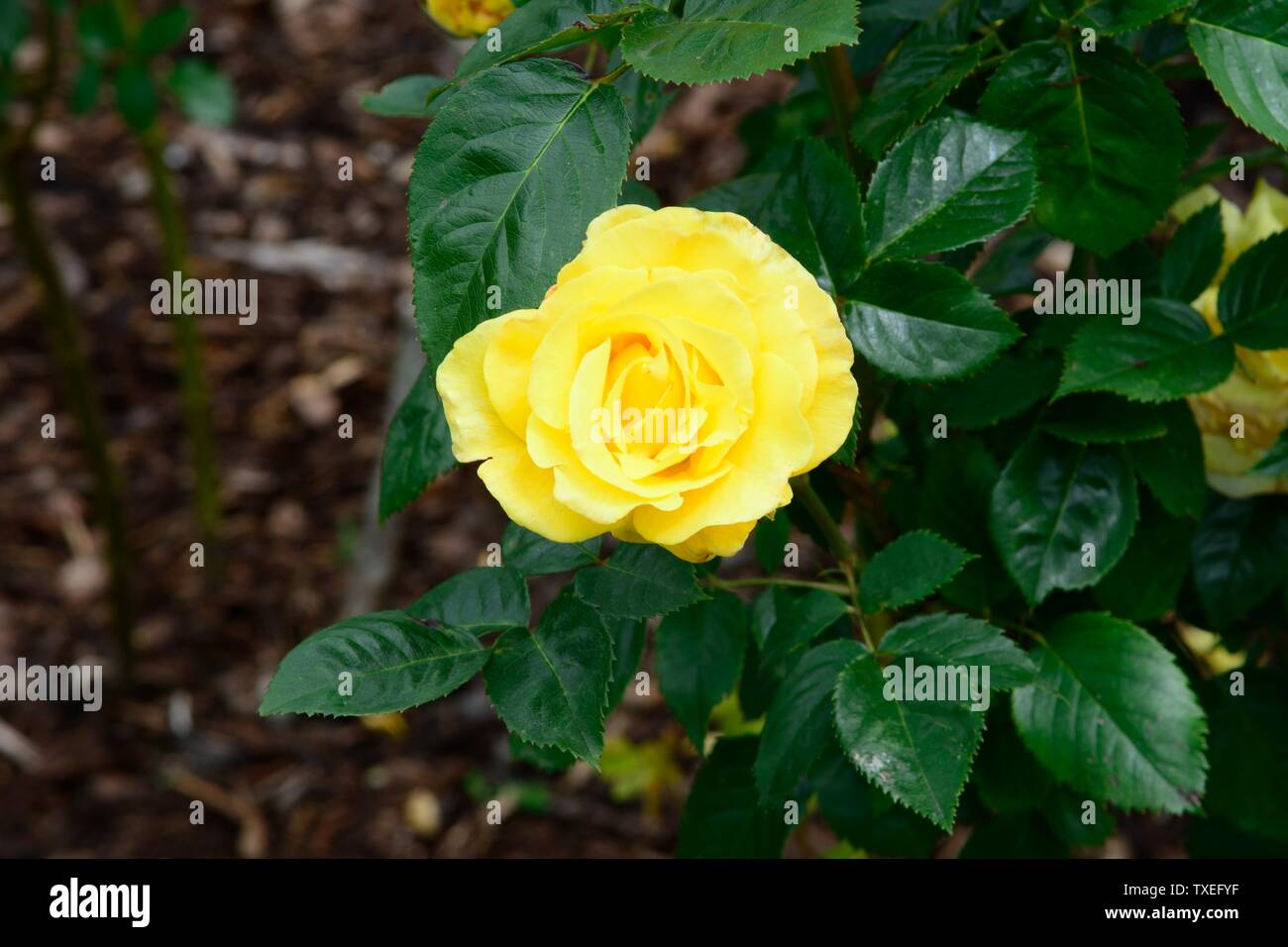 Rosa Lichtkonigin Lucia répéter la floraison rose jaune Banque D'Images