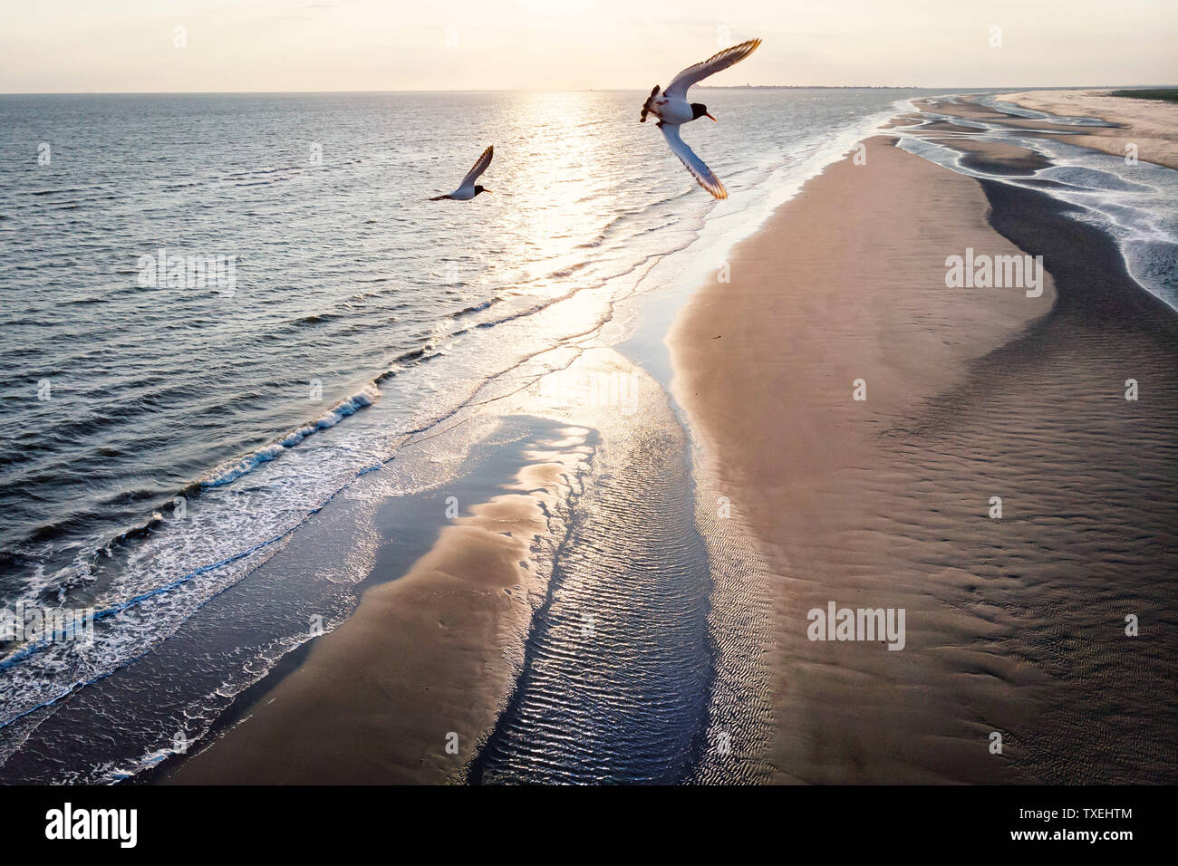 Drones Vue sur la plage de sable fin avec le vol d'oiseaux de mer en face de l'appareil photo. Banque D'Images
