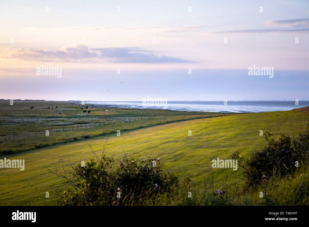 Les marais de sel sur une île de la Frise orientale Juist en Allemagne en été. Banque D'Images