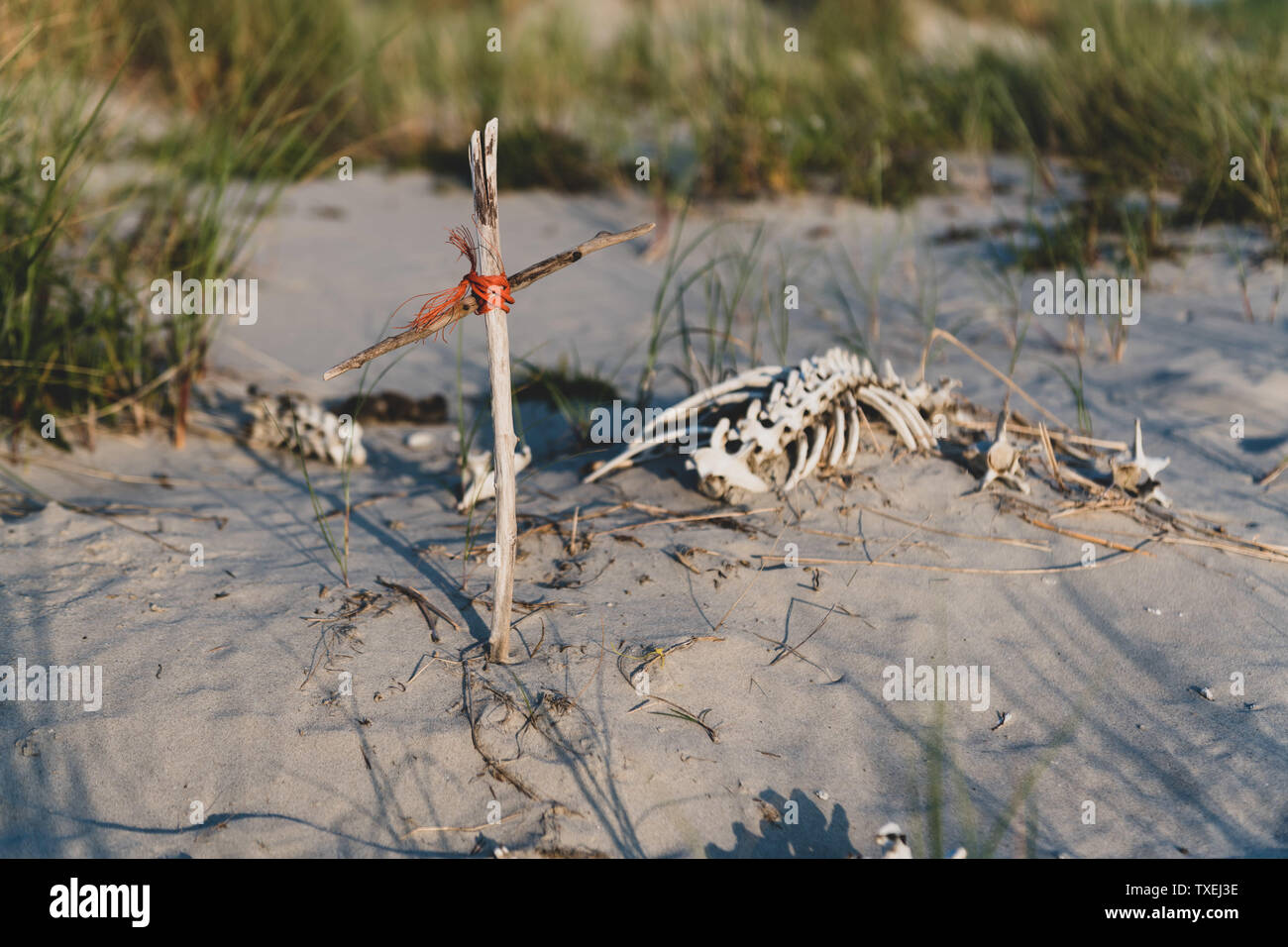Une carcasse animale dans le sable avec une petite croix de bois. Banque D'Images