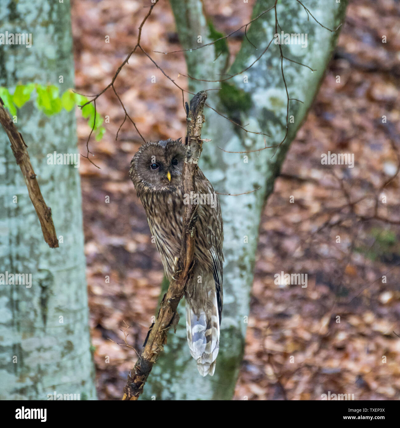 De isolés Ural Owl bird dans la nature- montagnes capétienne Roumanie Banque D'Images