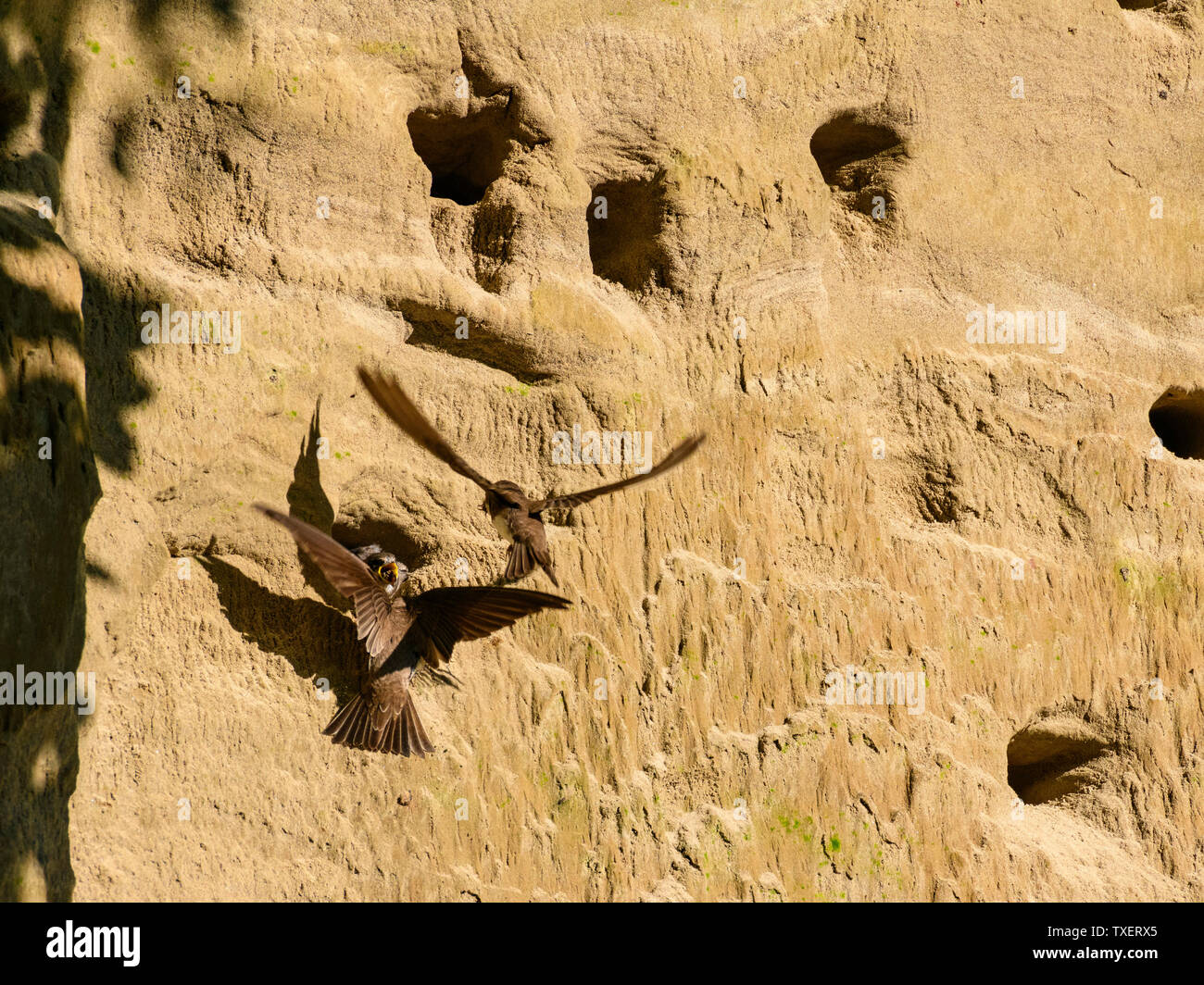 Sand Martins, Riparia riparia, nourrir les oisillons dans un banc de sable au-dessus flotte fluviale, près de Leeds, Dumfries et Galloway, Écosse Banque D'Images