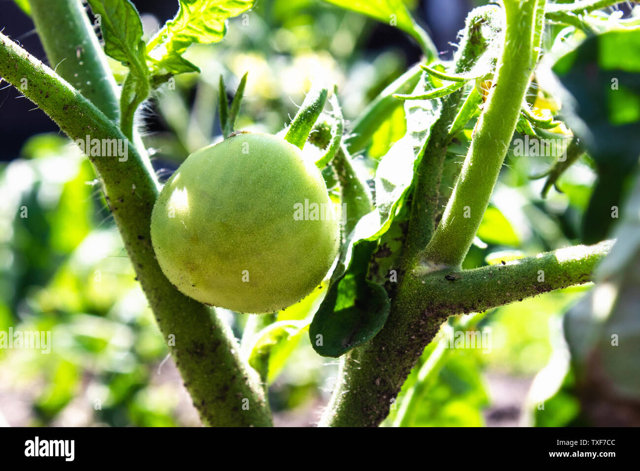 Livre vert sur les tiges vertes qui poussent sur une vigne dans le jardin. Close-up. Banque D'Images