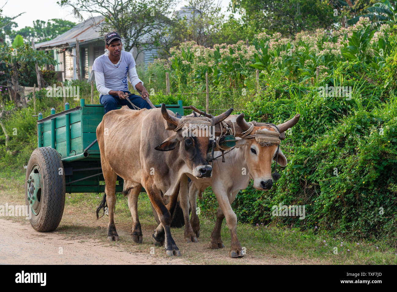Producteur de tabac avec une paire de bœufs tirant un vieux panier dans la campagne de San Juan y Martinez, province de Pinar del Rio, Cuba Banque D'Images