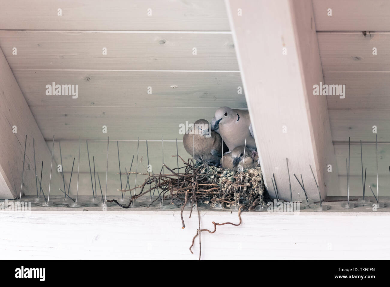 Les jeunes oiseaux pigeon et la mère sont assis dans un nid d'oiseau Banque D'Images