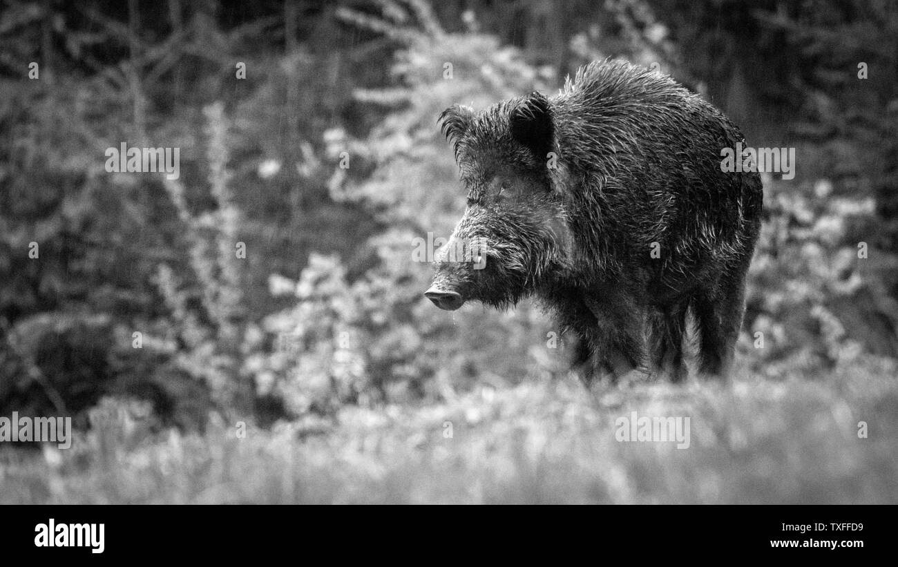 Close up d'un poilu alésage sauvages isolés dans la forêt pendant l'hiver La pluie- Roumanie Banque D'Images