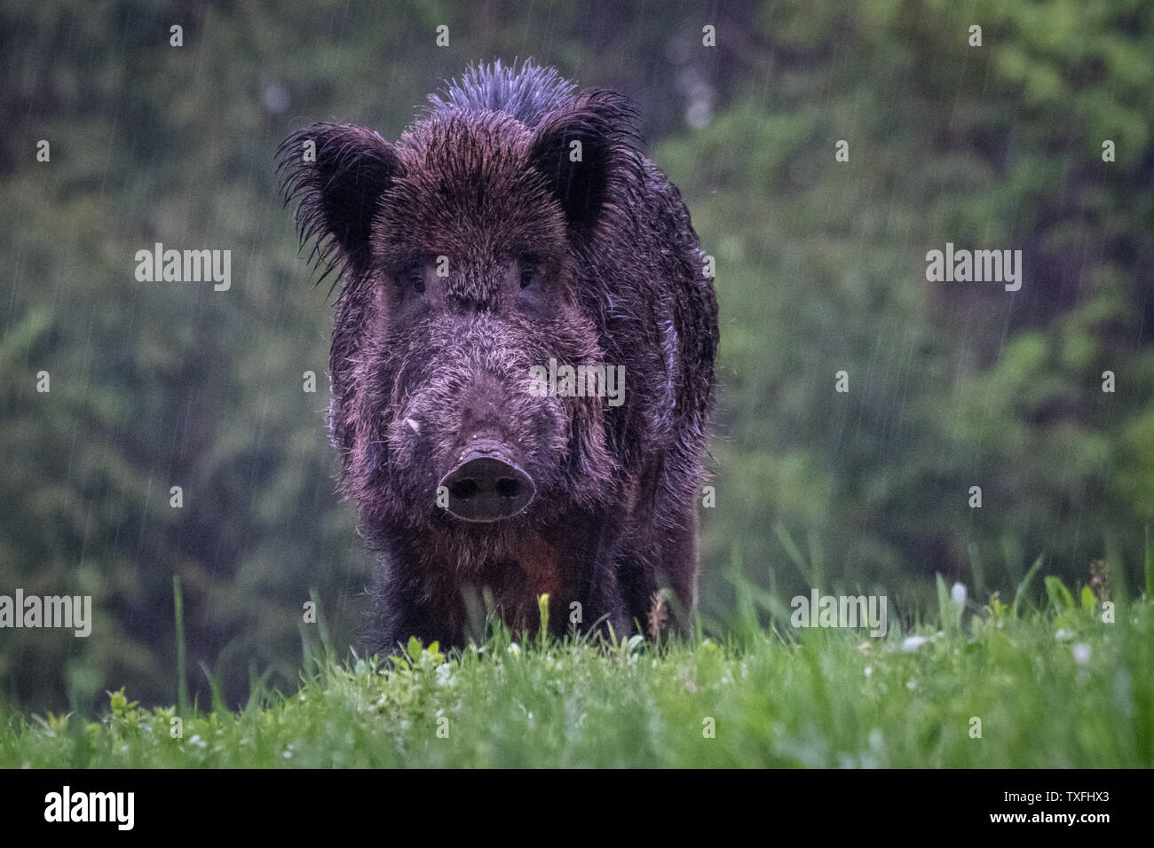 Close up d'un poilu alésage sauvages isolés dans la forêt pendant l'hiver La pluie- Roumanie Banque D'Images