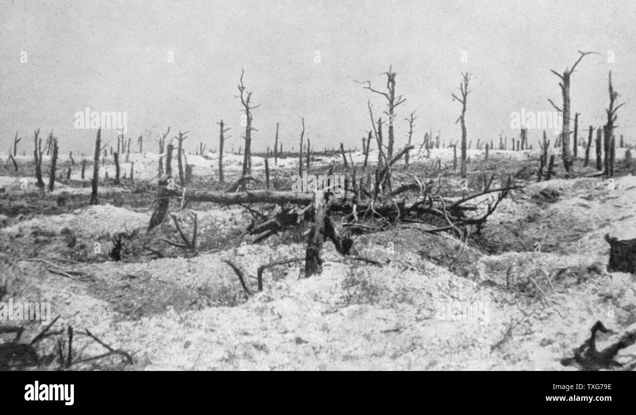 La Première Guerre mondiale : Woodland à Mesnil-le-Haut, France, réduit à des squelettes d'arbres par des coups de "Le Flambeau", Paris Banque D'Images