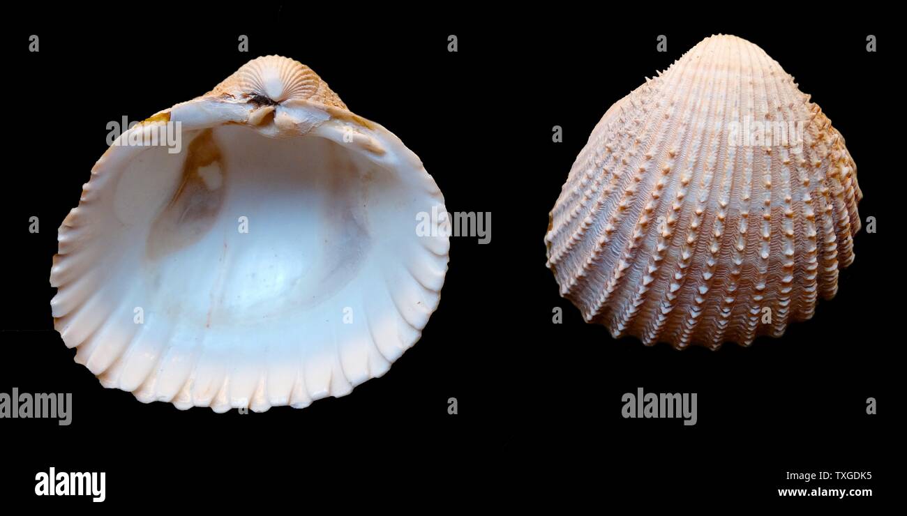 Acanthocardia tuberculata, rugueux cockle, est une espèce de mollusque d'eau salée, une coque, un mollusque bivalve marin dans la famille Cardiidae. Torquay. Datée 1758 Banque D'Images