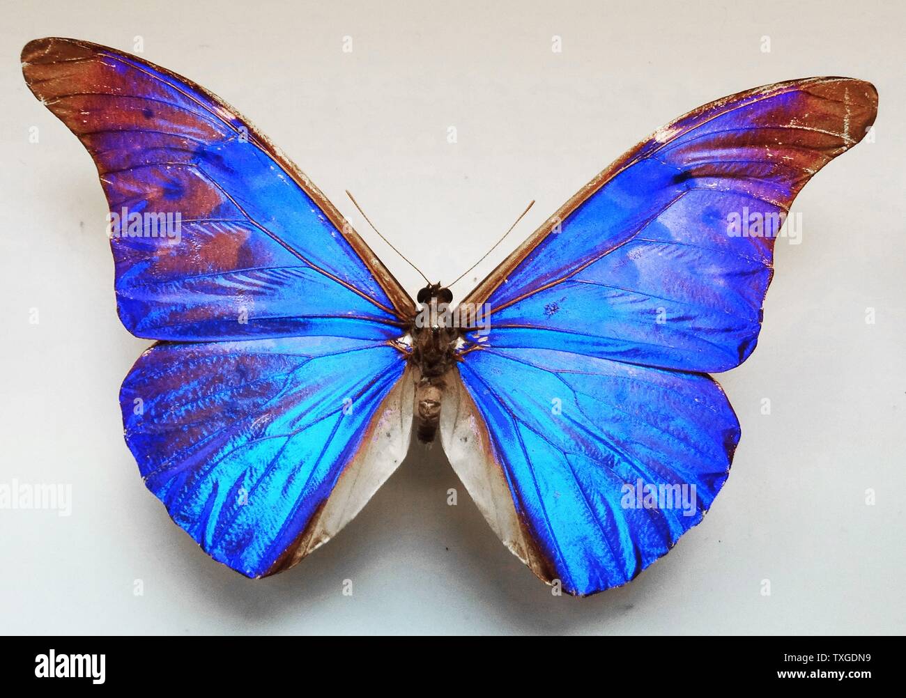 Morpho rhetenor néotropicale (papillon) de la famille des Nymphalidae. Trouvé dans le Surinam, Guyane, Brésil, Pérou, Équateur, Colombie et Venezuela. En date du 18e siècle Banque D'Images