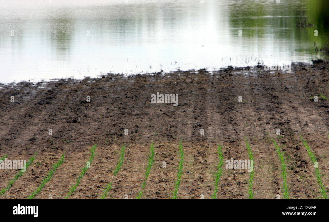 Les champs agricoles dans les zones de basse altitude autour de Buffalo, Iowa, commencent à peine à émerger de la crue des eaux le 23 juin 2008. Crue de la décrue du fleuve Mississippi ont quitté la récolte massive de la destruction dans l'Illinois, du Missouri et de l'Iowa.fonctionnaires s'attendre au moins 3 milliards de dollars de dégâts et une perte de 15  % des cultures de maïs et de soja dans l'Iowa. (UPI Photo/Mark Cowan) Banque D'Images