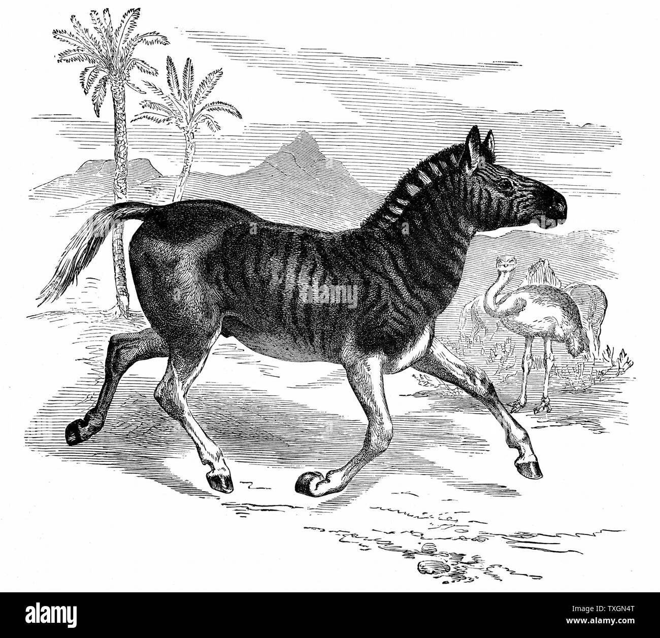 (Equus quagga quagga) Espèce : mammifère d'Afrique du Sud de la famille des chevaux. Londres 1884 Gravure publié Banque D'Images