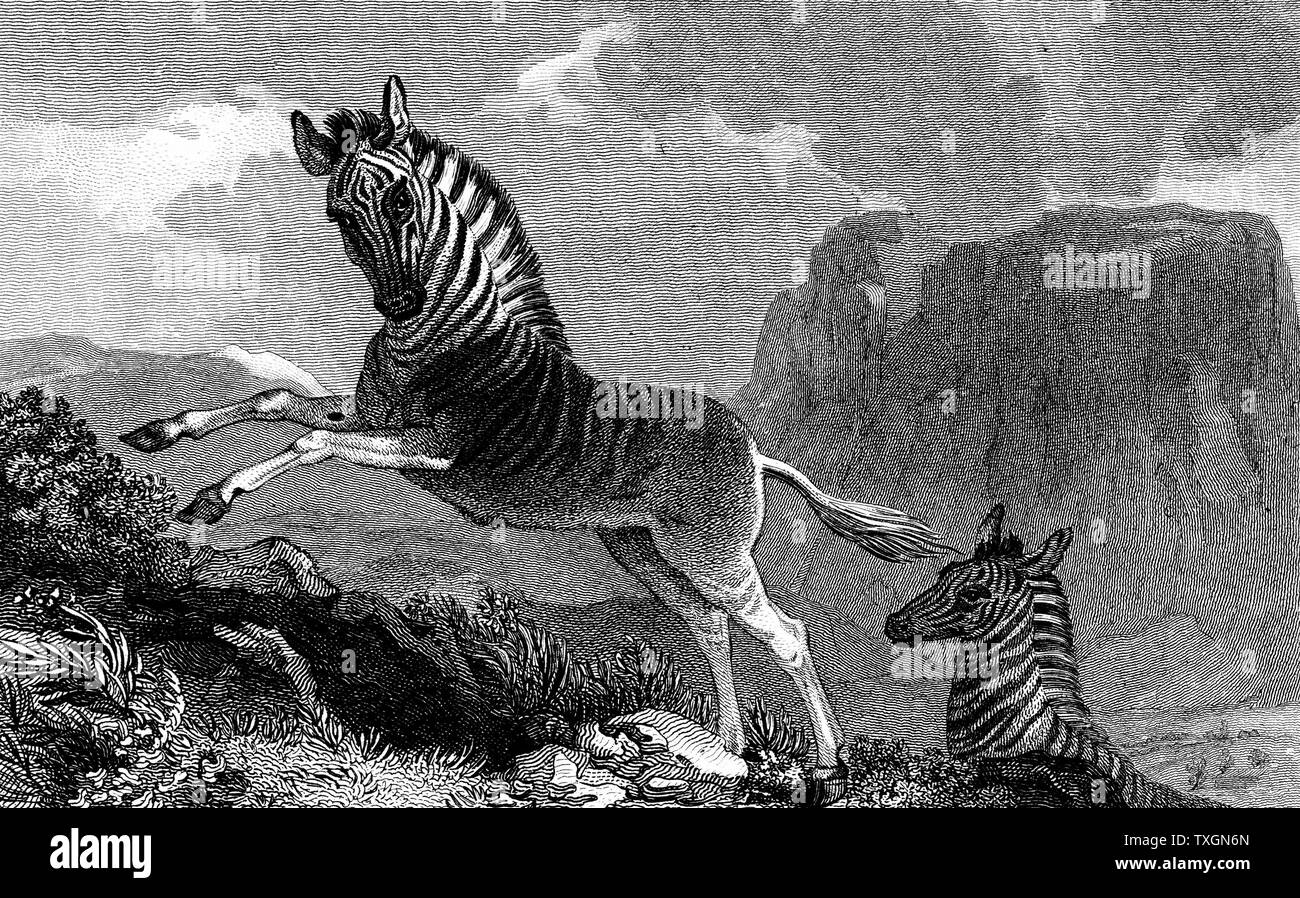 (Equus quagga quagga) Espèce : mammifère d'Afrique du Sud de la famille des chevaux. Londres 1815 Gravure publié Banque D'Images
