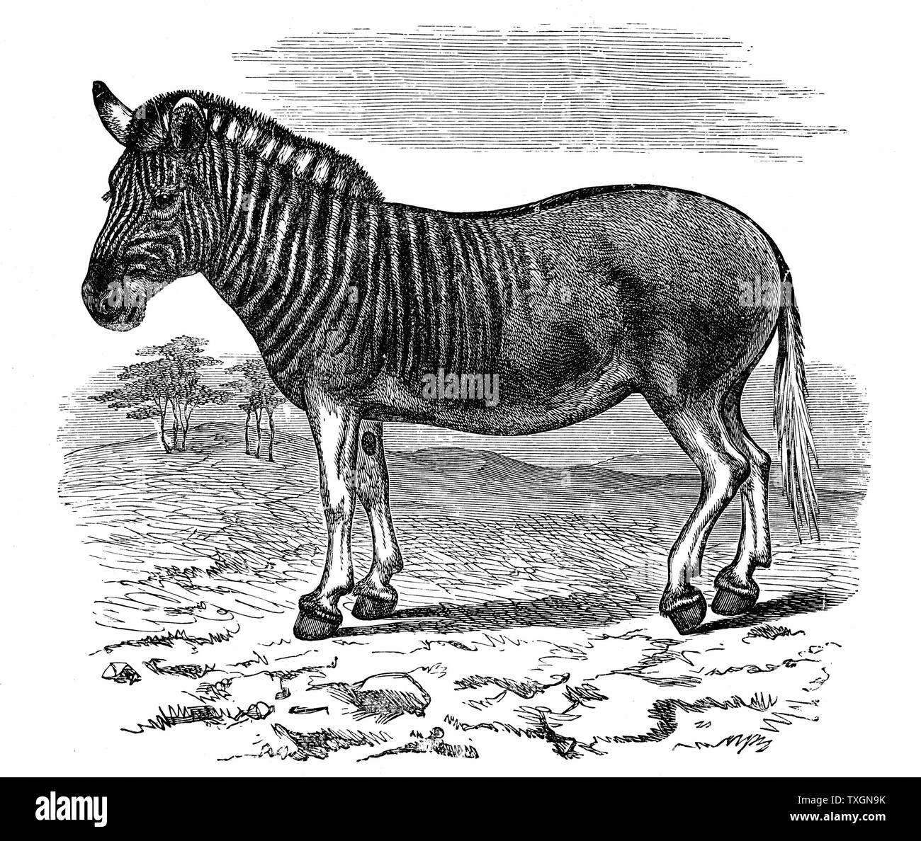 (Equus quagga quagga) Espèce : mammifère d'Afrique du Sud de la famille des chevaux. Londres 1893 Gravure publié Banque D'Images