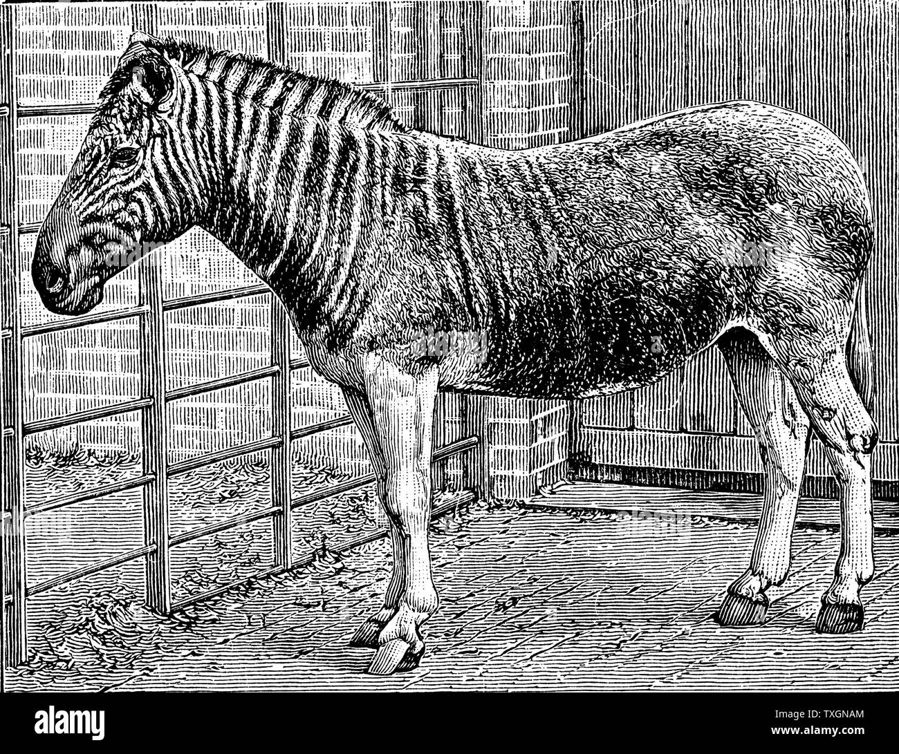 (Equus quagga quagga) Espèce : mammifère d'Afrique du Sud de la famille des chevaux. Gravure de photo de Frederick York de Londres, c1870, de Quagga mare dans le Zoo de Londres Banque D'Images
