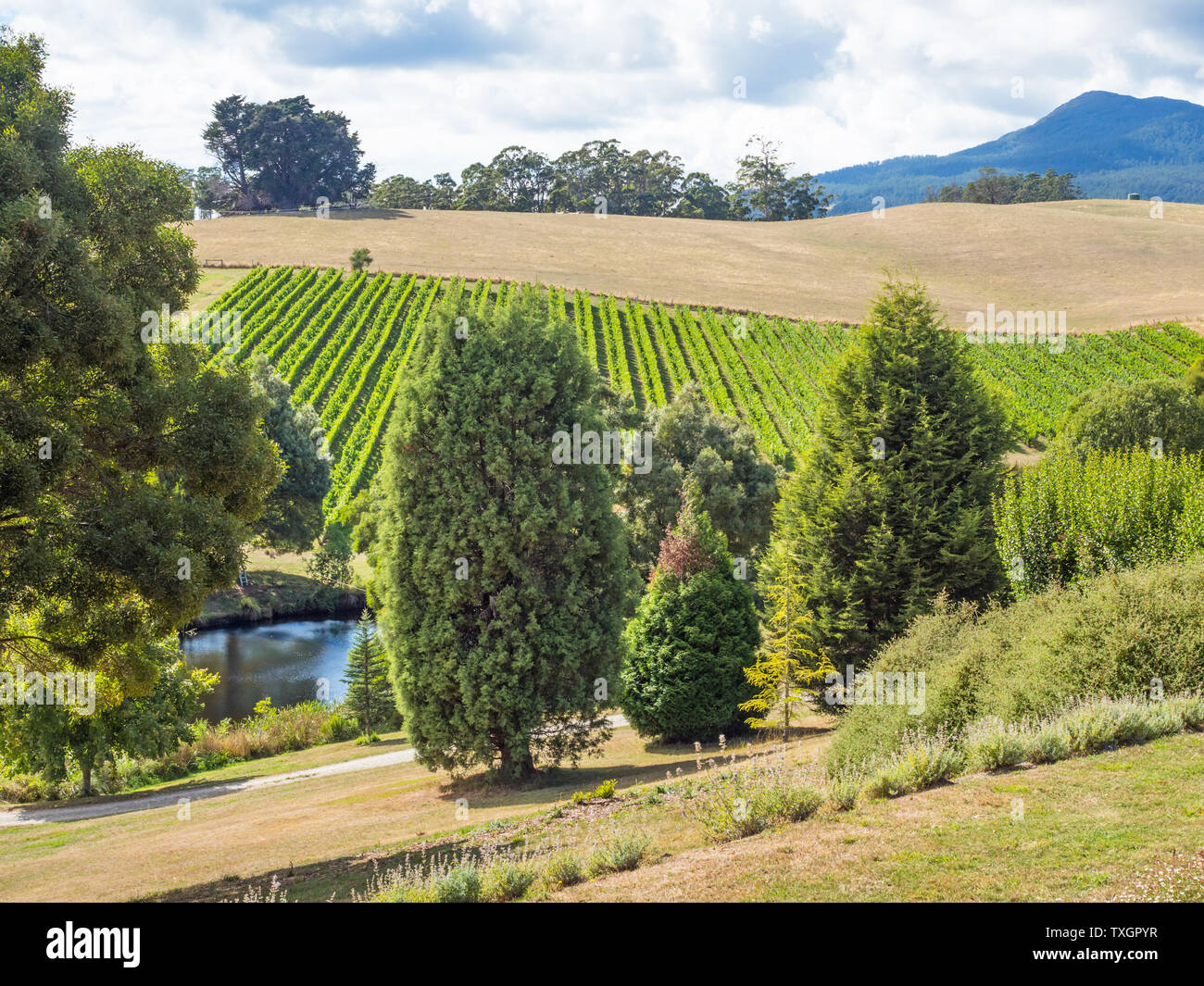 La Tasmanie, Australie - mars 6, 2019 : l'Église Vineyard de Pise, près de la ville de Lilydale en Tasmanie, Australie. Banque D'Images