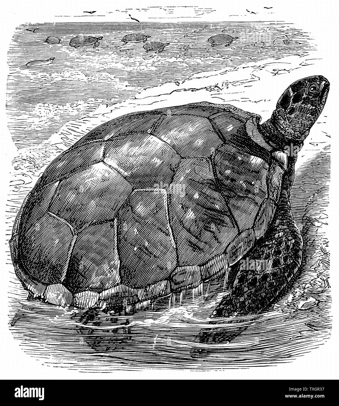 La tortue verte (Chelonia mydas) - comestibles - la viande de tortue très apprécié. Les tortues comestibles importés vivants en Europe comme une table de délicatesse c.1890 la gravure sur bois Banque D'Images
