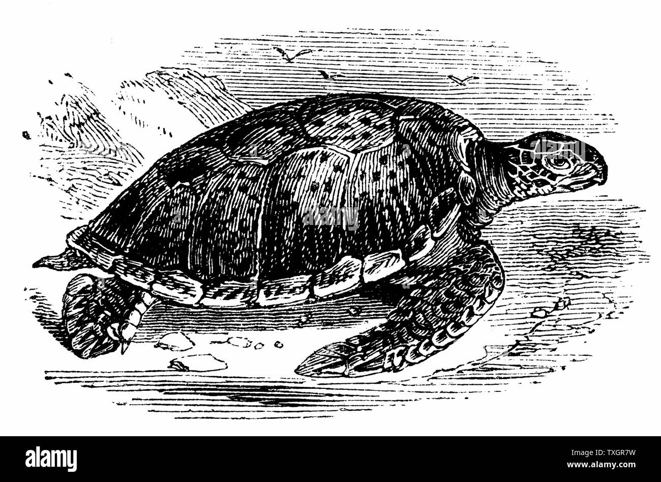 La tortue verte (Chelonia mydas) - comestibles - la viande de tortue très apprécié. Les tortues comestibles importés vivants en Europe comme une table de délicatesse. c.1890 la gravure sur bois Banque D'Images