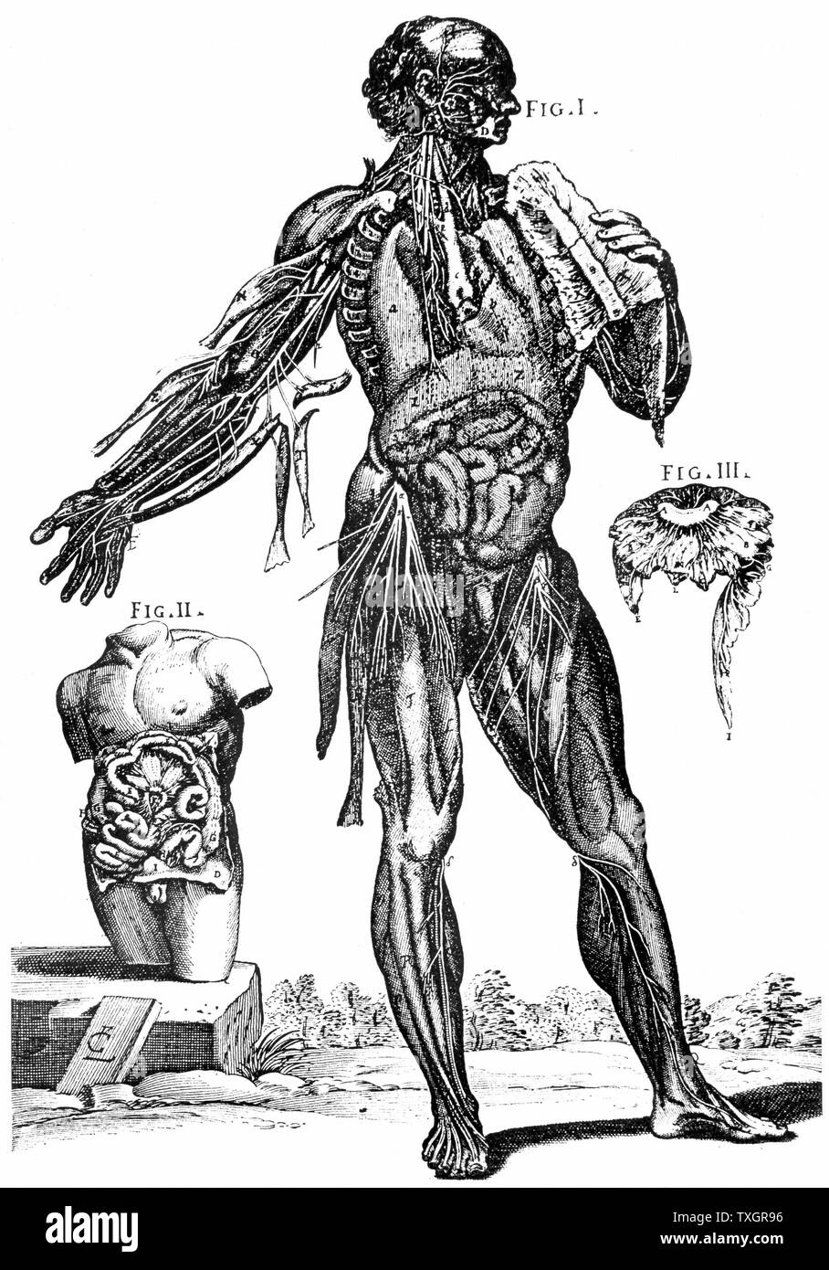 Montrant la plaque de muscles et contenu de l'abdomem. De Pietro Berrettino Tabulae Anatomicae '...'' Rome, 1741. Gravure plaques exécuté 1648 Banque D'Images