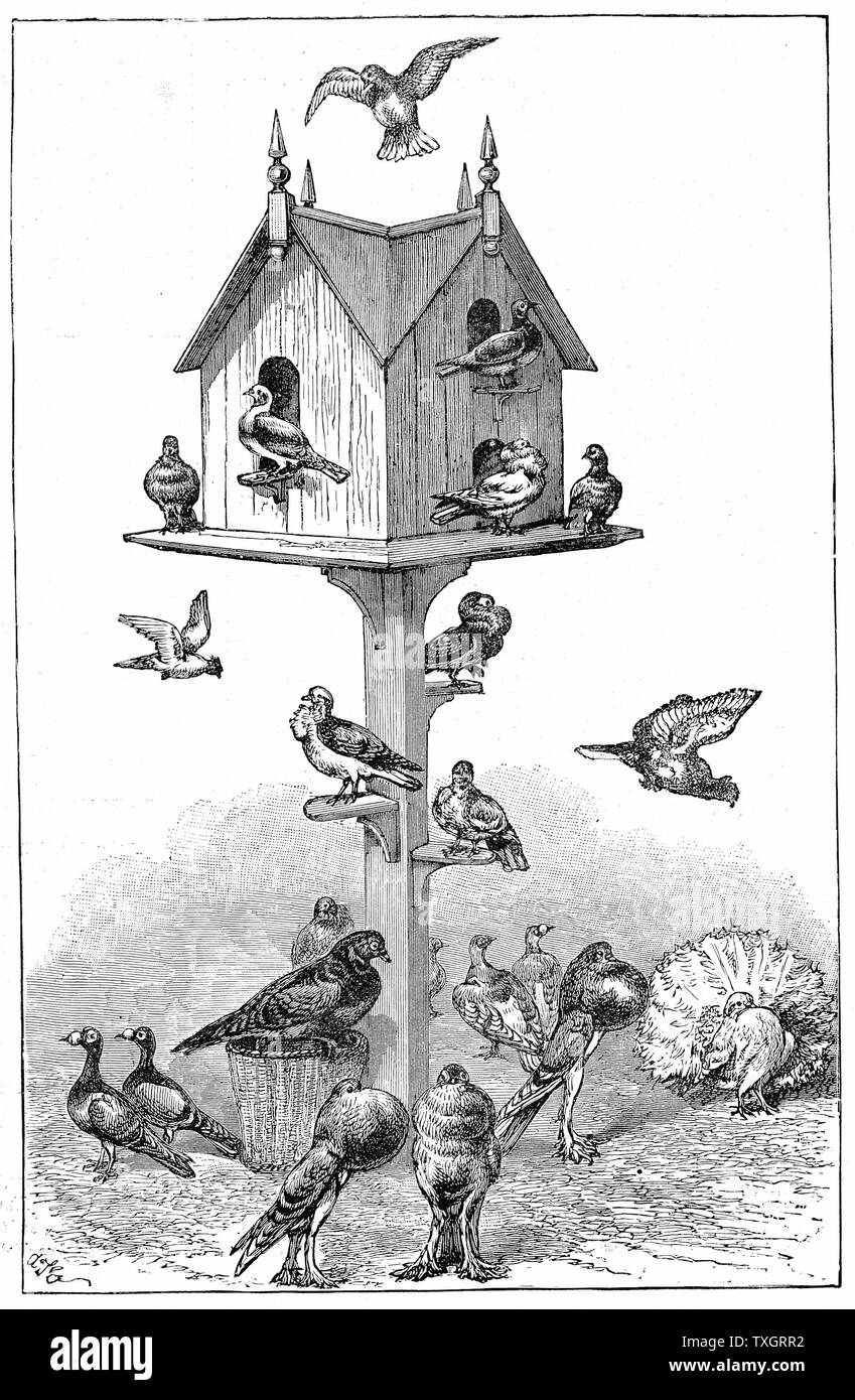 Les pigeons utilisés par Charles Darwin à Down House, près de Beckenham, Kent, en Angleterre, au cours de son travail sur sa théorie de l'ascendance 1887 gravure sur bois Banque D'Images