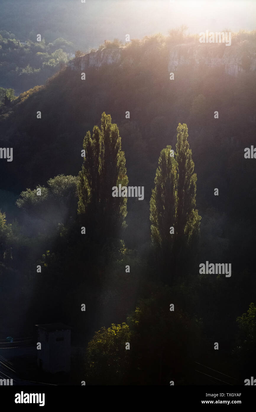 Deux grands arbres retour éclairées par la lumière du matin. Rayons de soleil à travers le brouillard entre deux arbres au lever du soleil. Banque D'Images