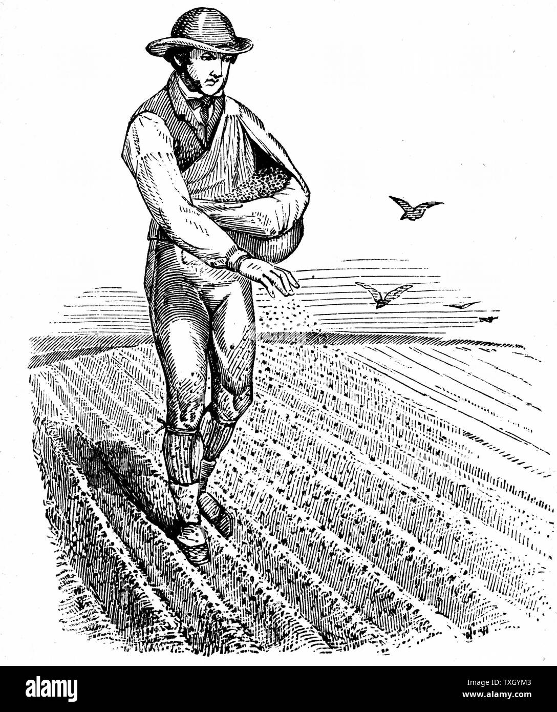 Rotation des cultures : les semences de diffusion. Dans la région de Norfolk 4-système des cours, le blé planté première année, suivie par les navets, puis l'orge souvent underplanted avec de l'herbe ou herbe & clover ley à utiliser pour le foin ou le pâturage en 4e année. 1855 Gravure Banque D'Images Rotation des cultures : les semences de diffusion. Dans la région de Norfolk 4-système des cours, le blé planté première année, suivie par les navets, puis l'orge souvent underplanted avec de l'herbe ou herbe & clover ley à utiliser pour le foin ou le pâturage en 4e année. 1855 Gravure Banque D'Images