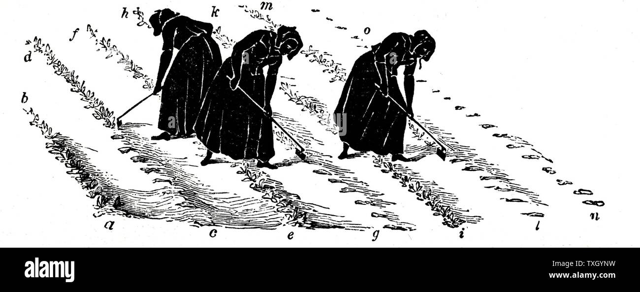 La rotation des cultures : les femmes l'éclaircie des navets. Dans la région de Norfolk 4-système des cours, le blé planté première année, suivie par les navets, puis l'orge, souvent underplanted avec de l'herbe ou d'herbe et de trèfle ley à utiliser pour le foin ou le pâturage en 4e année. 1855 Gravure Banque D'Images