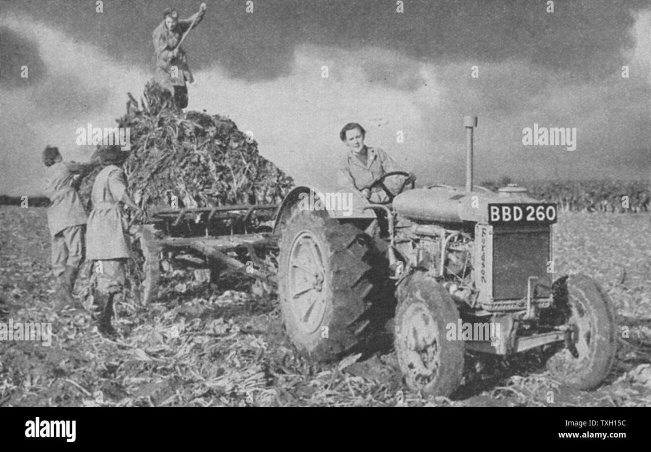 Women's Land Army levage d'une culture, 1940. Parmi les nombreuses compétences ces jeunes femmes, souvent des jeunes filles de la ville, a été la conduite du tracteur. La Seconde Guerre mondiale Banque D'Images