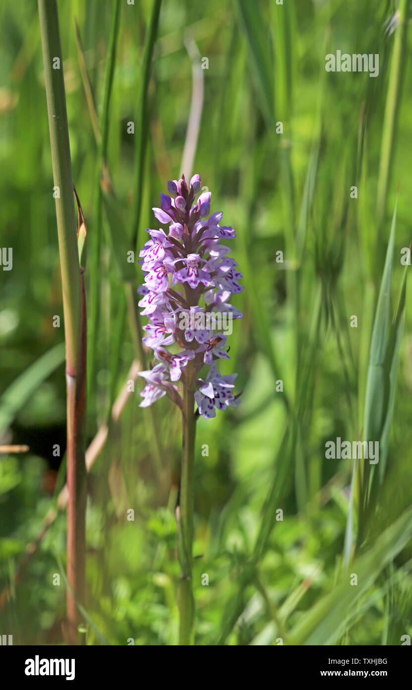 Un aperçu de l'ouest, Dactylorhiza fuchsii, à Upton Fen réserve naturelle sur les Norfolk Broads à Upton, Norfolk, Angleterre, Royaume-Uni, Europe. Banque D'Images