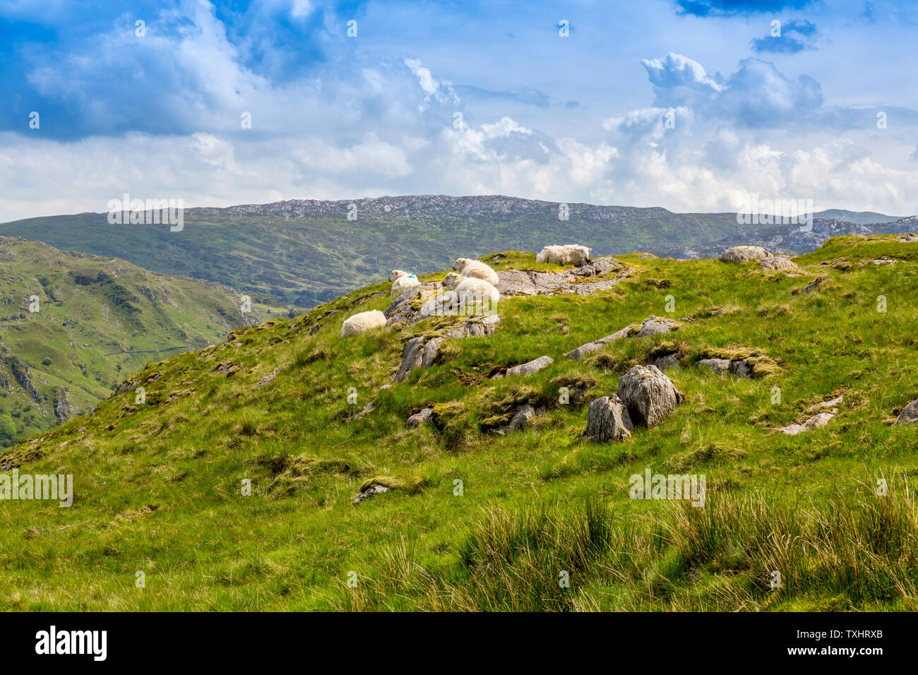 Welsh Mountain Sheep resting in thr soleil sur les roches chaudes à côté de la piste des mineurs, Parc National de Snowdonia, Gwynedd, Pays de Galles, Royaume-Uni Banque D'Images