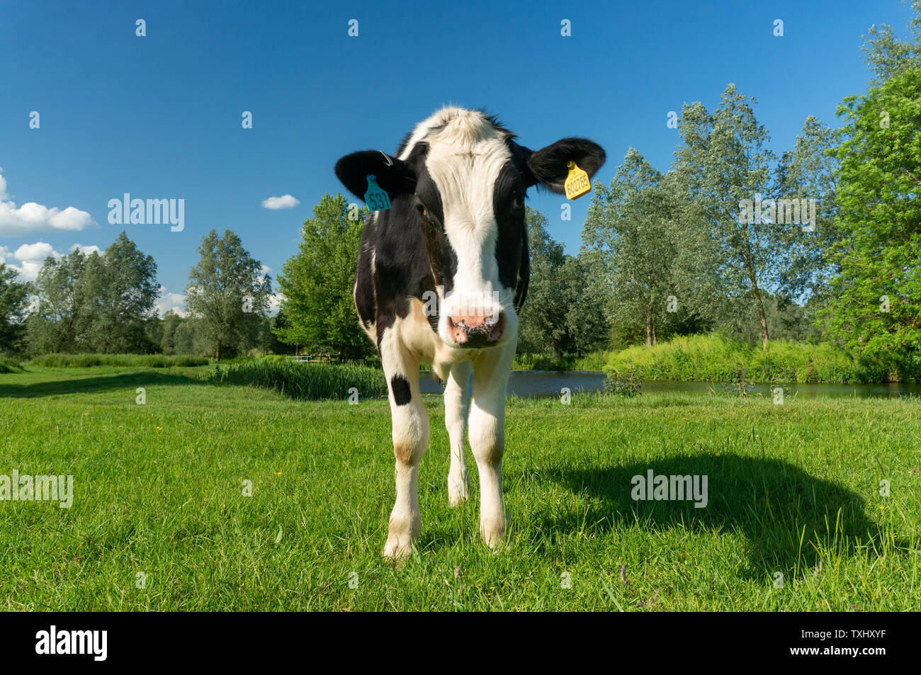 Portrait de vache frisonne dans un champ vert Banque D'Images