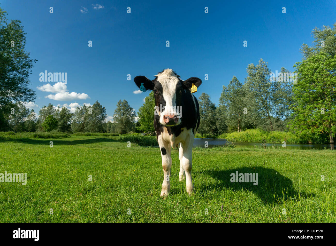 Vache de race Frisonne dans un champ vert Banque D'Images