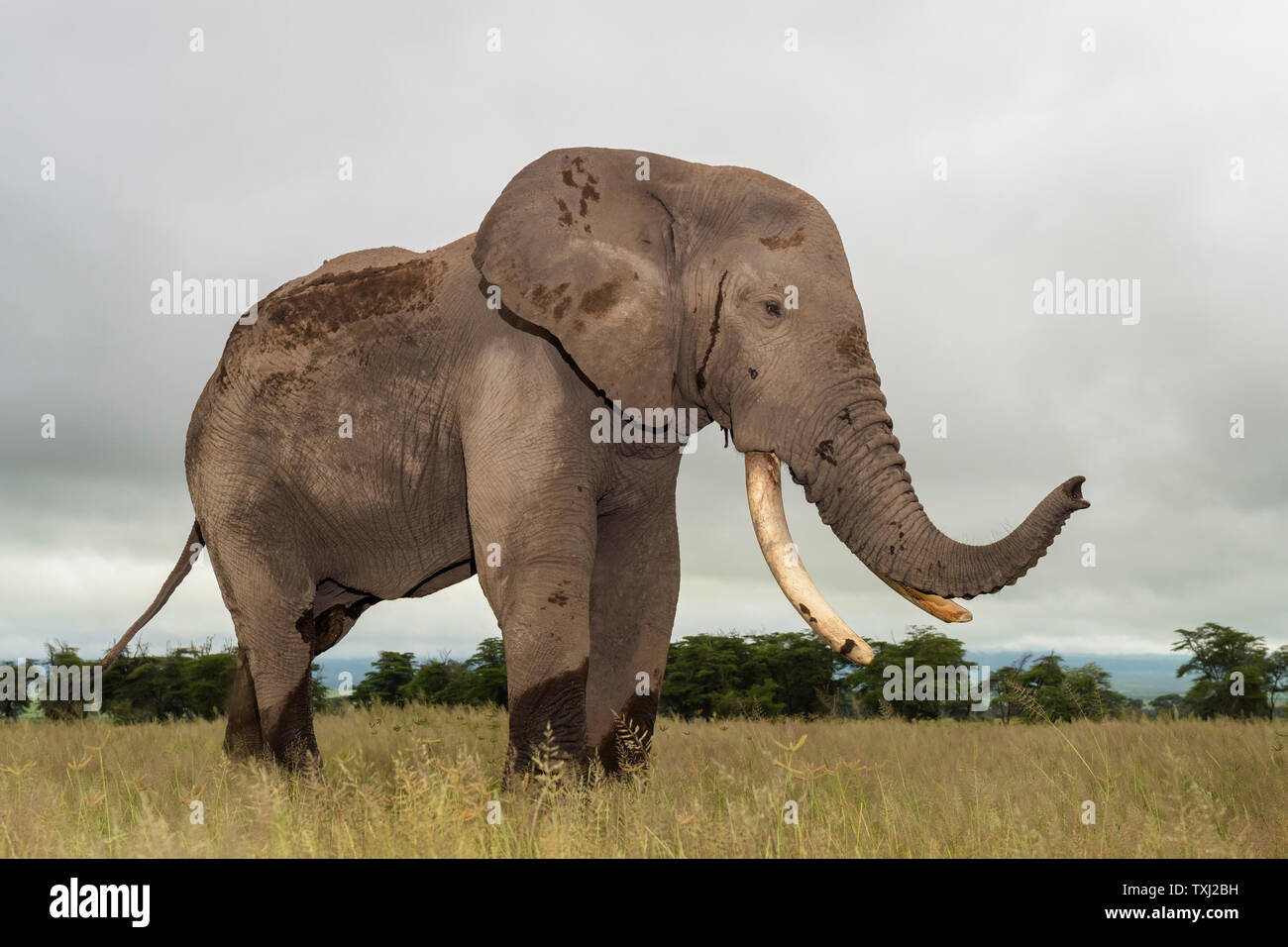 L'éléphant africain (Loxodonta africana) bull a proximité, comité permanent sur l'odeur de savane, avec tronc, parc national d'Amboseli, au Kenya. Banque D'Images