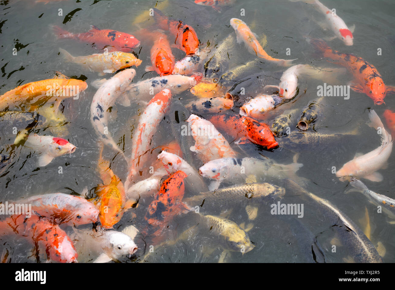 Koi Jifu chinois est à la tête de la bonne chance. Banque D'Images